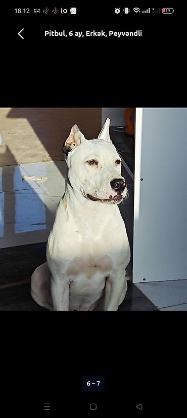 Pitbul, 6 ay, Erkək, Peyvəndli