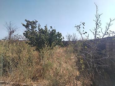 bine atciliq satilan evler: 5 otaqlı, 180 kv. m, Təmirsiz — 2