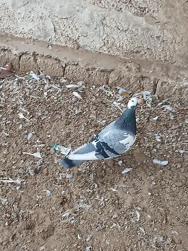 Göyərçinlər: Qiymət hamısına aitdir qiymətdə razılaşmaq olar — 2