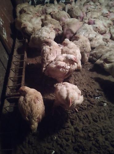 Продам с/х животных: Продаю | Цыплята | Бройлерная | На забой — 1
