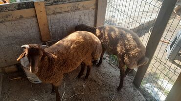 simental inekler azerbaycanda: İki baş qəhvəyi rəngdə qoyun - Növ: yerli xırdabuynuzlu (qoyun) -