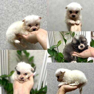 İtlər: Şpitz, 1 ay, Dişi