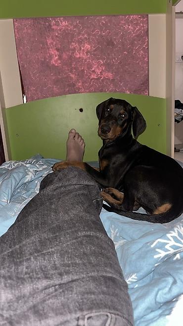 doberman satisi: Doberman — 1