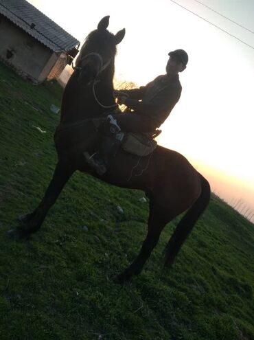 Лошади, кони: Продаю | Конь (самец), Жеребец | Английская, Полукровка | Для разведения, Рабочий, Конный спорт | Племенные — 4