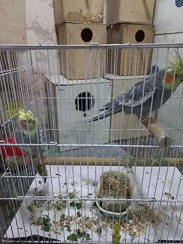 qefes korella: Hazir cutdi 2 defe bala alinib qefessiz 60 manat qefes yuva hamsi — 1