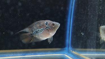 akvarium balıq satışı: Cixlid balığı — 2