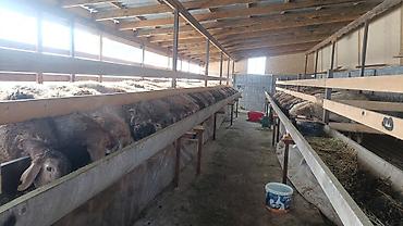 Продажа коттеджей и домов: Продаётся дом с участком. - Один этаж, капитальные стены, шиферная — 8