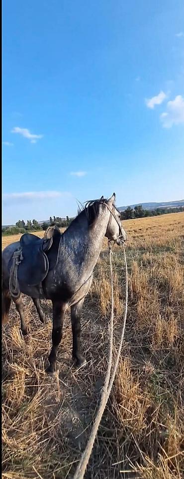 Atlar: 7 yaşında di Ata söz ola bilmaz Rial alıcı məni Narahat elasin At — 2