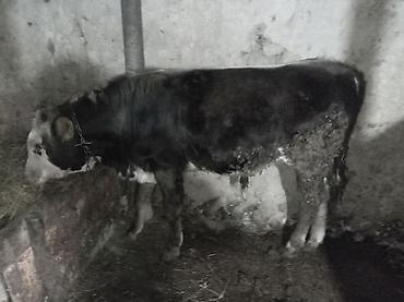 qara pisik sekilleri: Satılır: 10 aylıq erkək buzaq dana satılır. 7 aydı qoru otla yemlə — 1