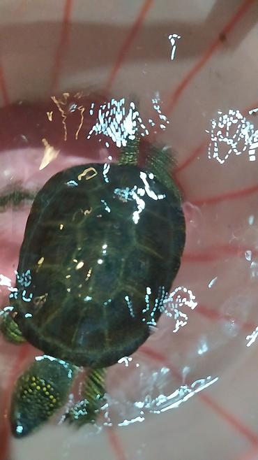 Akvariumlar: Tısbağa 🐢🐢🐢🐢🐢 ünvan, Bakı şəhəri, Nizami metrosu yaxınlığında -da lalafo.az — 15 Akvariumlar: Tısbağa 🐢🐢🐢🐢🐢 ünvan, Bakı şəhəri, Nizami metrosu yaxınlığında — 15