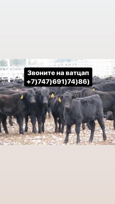 корова ангус: Бычки телята тёлучки +7)747)691)74)86) вотсап Бычки телята тёлки