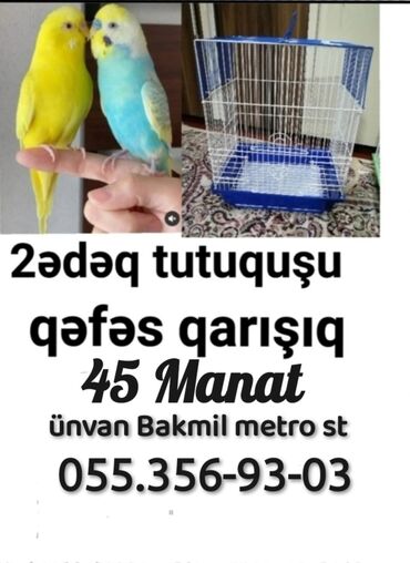balıq yemleri: Tutuquşu yemə düşmüş balalar 1ədədi 15manat cütü 30manat təzə qəfəslə
