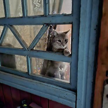 отдам кошку: Кошка даром: Беспородная, Мальчик — 5