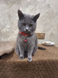 pişik sortlari: Dişi, Yaxşı əllərə, Ünvandan götürmə