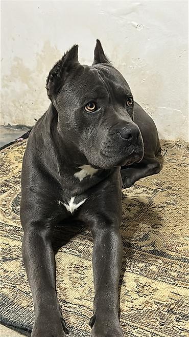 cane corso qiyməti: Kane-Korso, 1 il, Erkək, Peyvəndli, Ünvandan götürmə — 4