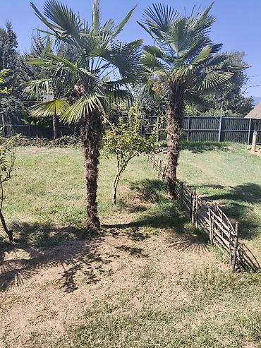 dovşan şəkili: Satılır: Həyətyanı sahə üçün dekorativ palma ağacları (Trachycarpus — 1