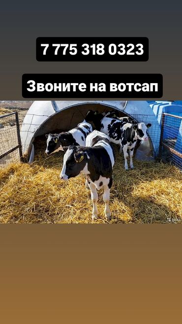 корова продаю: Бычки телята телки ангус сементал герефорд ауликоль Гольштейн лимузин