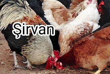 cücə və xoruz təmsil: Əsl kənd toyuqları satılır. Hər biri vaksin olunub. Dən ot ilə — 1