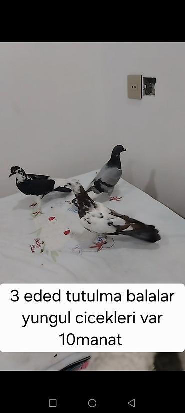 Heyvanlar: Məhsul: göyərçinlər - Erkək “goy boyun” göyərçin – tutulma. Ağ — 8