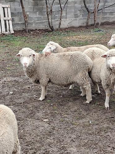 Баран, овца: Продаю | Овца (самка), Ягненок, Баран (самец) | Меринос — 4