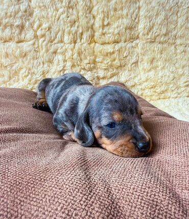 Psi: Jaze malog rasta oštenjene 23.08.2025.Uvezena genetika iz — 11