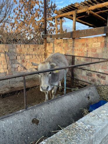 объявления о найденных животных: Продаю | Корова (самка) | Для разведения | Привязанные