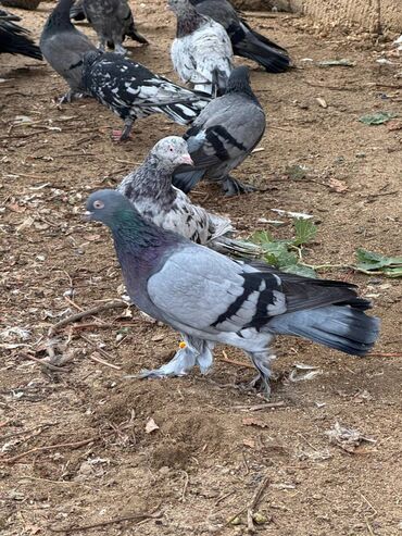 Göyərçinlər: Kəməti göylərdi içində 3 4 dənə əbrəş var. 17-20 tukdulər. kom şəkildə -da lalafo.az — 4 Göyərçinlər: Kəməti göylərdi içində 3 4 dənə əbrəş var. 17-20 tukdulər. kom şəkildə — 4