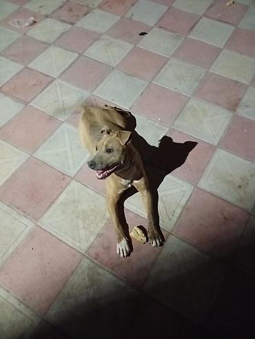 pitbul gence: Pitbull it 6 aylıqdır dişidir tualet mədəniyəti ev yemekləri yeyir — 1