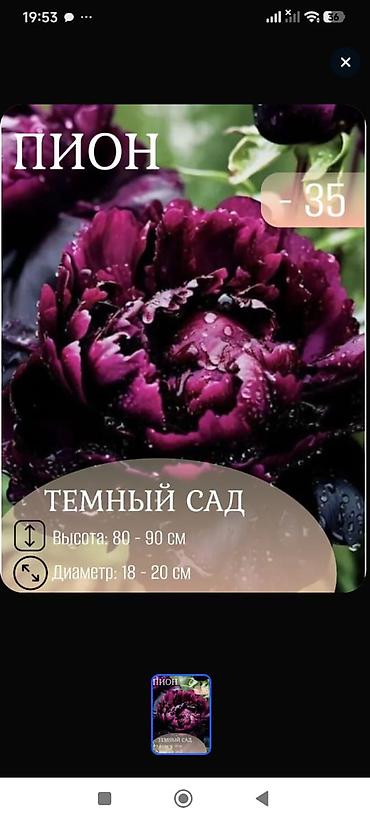 Пион: Клубни и саженцы цветов — пионы, травянистые, древовидные и гибридные — 30