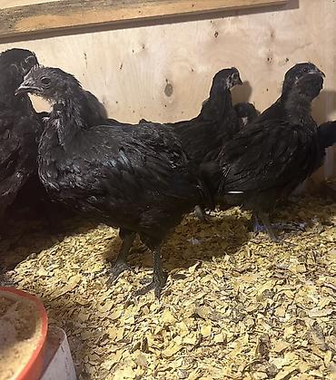 brama cuceler: Toyuq, Australorp, Ətlik — 2