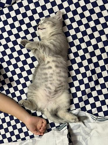 английская кошка: Скотиш Страйт (Шотландская прямоухая), 3 месяца, Девочка, С документами — 4