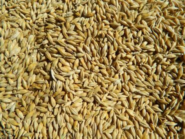 Зерновые культуры: Семена и саженцы Ячменя, Платная доставка