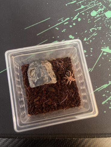 живой паук: Продается экзотический паук 
Grammostola Pulchripes
