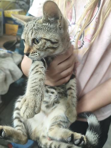 кошка майкун: Котёнок, тигровый окрас (табби) отдам в добрые руки — 3