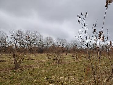 Torpaq sahələrinin satışı: Kənd təsərrüfatı -da lalafo.az — 10 Torpaq sahələrinin satışı: Kənd təsərrüfatı — 10