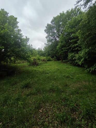 əmircan torpaq: 16 sot, Biznes üçün, Mülkiyyətçi, Kupça (Çıxarış)