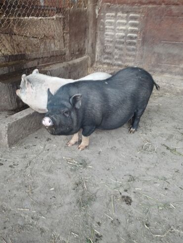 сельскохозяйственные животные продажа: Продаю | Свинья (самка) | Вьетнамская вислобрюхая | Для разведения | Матка