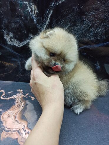 акустические системы mackie колонка в виде собак: Пушистый щенок померанского шпица бежевого окраса. Обладает густой