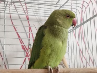 бишкек попугай: Ожереловый попугай
1 год