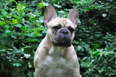 Вязка собак: Французский бульдог для вязки. Выставочный мальчик, привозной, даёт — 4