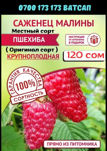 малина цена за кг 2023 бишкек: Көчөттөр : Малина, Өзү алып кетүү, Акысыз жеткирүү, Акылуу жеткирүү