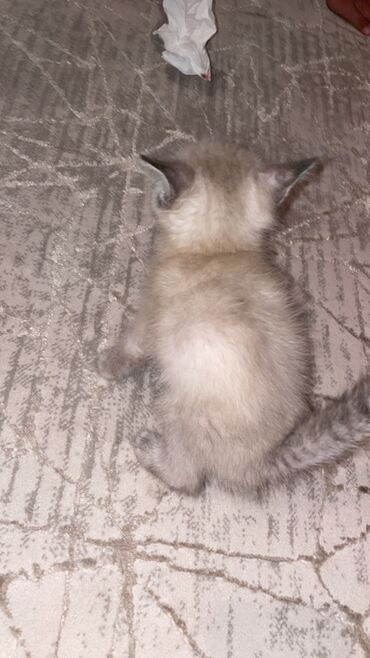 малек сазана: Кошка даром: Беспородная, 2 месяца, Девочка, Приучена к лотку