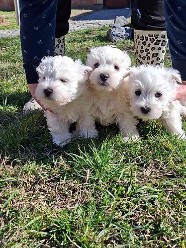 Psi: Zapadno škotskog belog terijera "W E S T I " stari 2 meseca — 1