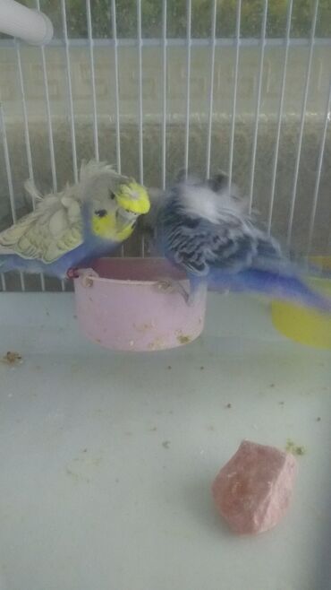 Tutuquşları: Yaponiclər cüt 50-60-70 azn — 13