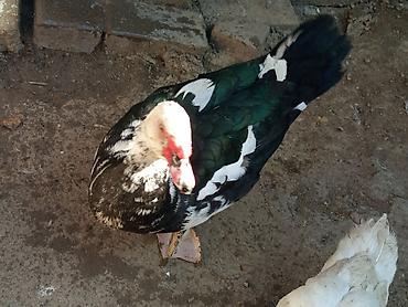 Ördəklər: Heyet balaca olduqdan satram 260 manata 12 dənədi 2 Erkey 10 dişi — 11