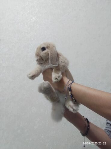 Коровы, быки: Holland lop qulaqlı dovşan Əlavə səbət-qəfəsi ilə birgə verilir. -