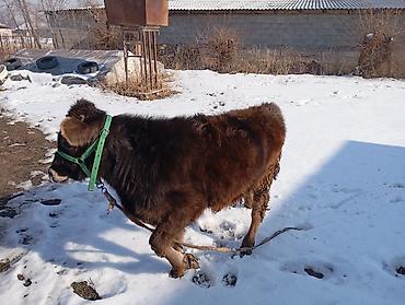 Коровы, быки: Продаю | Тёлка | Для разведения | Привязанные — 10