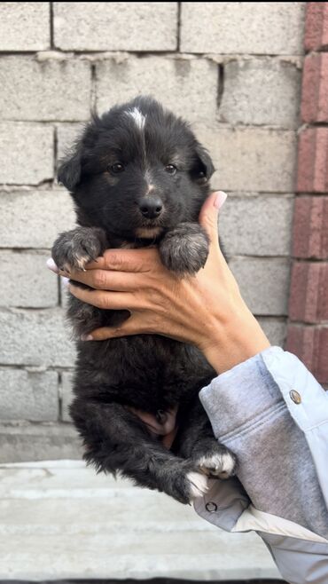 Отдам даром собаку: Собака даром: Дворняжка, 2 месяца, Самец, С прививкой — 6