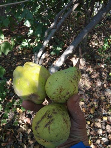 Torpaq sahələrinin satışı: 12 sot, Mülkiyyətçi, Kupça (Çıxarış) — 7