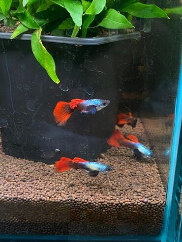 Аквариумы: Green Aqua — рыбки и растения для аквариума 🐟🌿 ▪️ Пресноводные рыбки и — 16